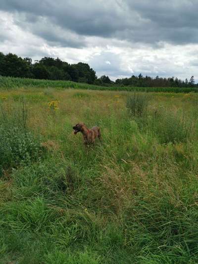 Die Dogorama Monats Challenge "Es grünt und blüht"-Beitrag-Bild