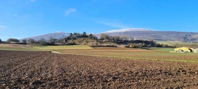 Hundetreffen-Gassi Runde-Bild