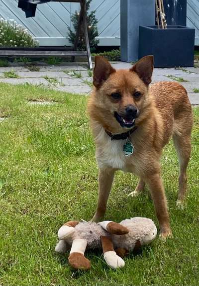 Podengo português (-Mischlinge) Gibt es noch mehr dieser schönen Rasse hier?-Beitrag-Bild