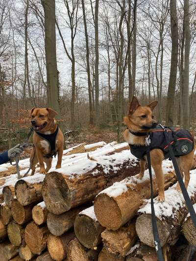 Hundetreffen-Trainingsgruppe sucht Mitglieder-Bild