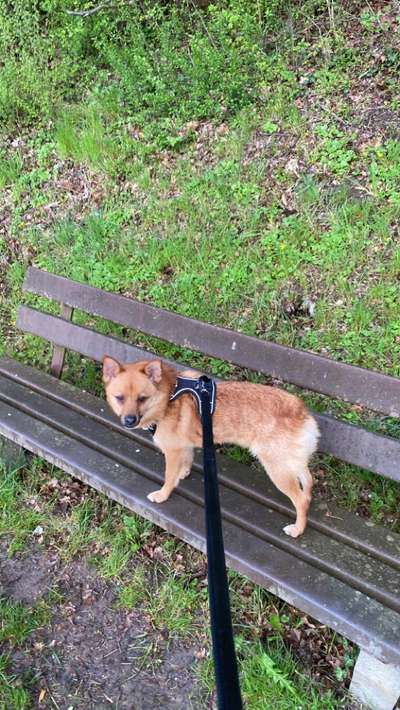 Wo sind die Mischlinge?-Beitrag-Bild