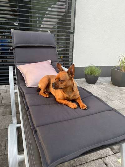 Brachycephale Hunderassen-Beitrag-Bild