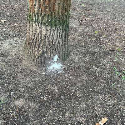 Giftköder-Weißes Pulver an verschiedensten Stellen-Bild