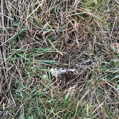 Giftköder-Mögliches Gift-Bild