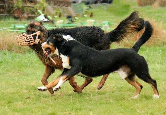 Dogorama Photo Challenge - Lieblingsspielzeug!-Beitrag-Bild