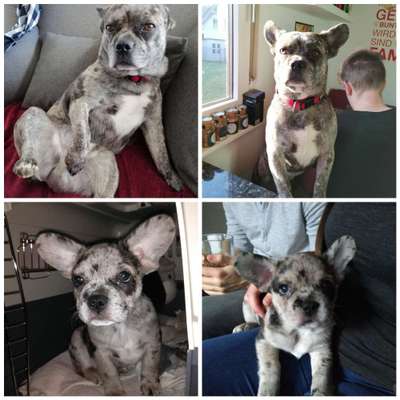 !!!Französische Bulldoggen mix!!!-Beitrag-Bild