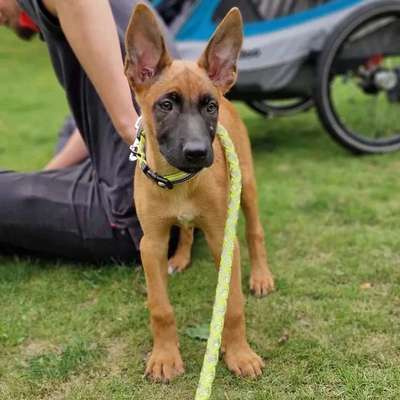 Hundetreffen-Welpen treffen in Herzberg-Elster-Bild