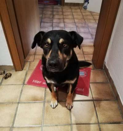 Ca de Bestiar/Perro de Pastor Mallorquin gesucht 💮💝💮-Beitrag-Bild