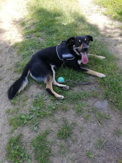 Ca de Bestiar/Perro de Pastor Mallorquin gesucht 💮💝💮-Beitrag-Bild