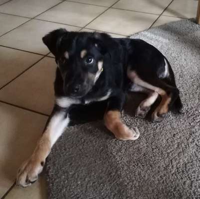 Welpen Bilder !-Beitrag-Bild