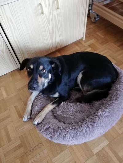 Ca de Bestiar/Perro de Pastor Mallorquin gesucht 💮💝💮-Beitrag-Bild