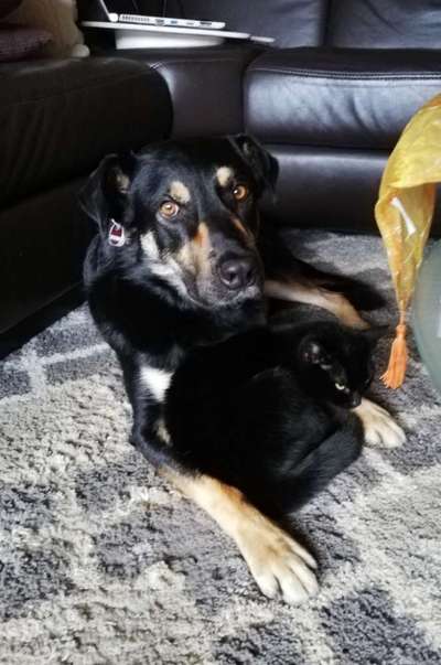 Ca de Bestiar/Perro de Pastor Mallorquin gesucht 💮💝💮-Beitrag-Bild