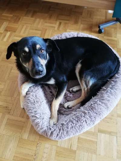 Wo habt ihr eure Hunde her ?-Beitrag-Bild