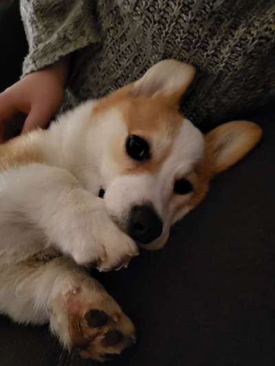 Corgis und ihre persönlichen Hofangestellten-Beitrag-Bild