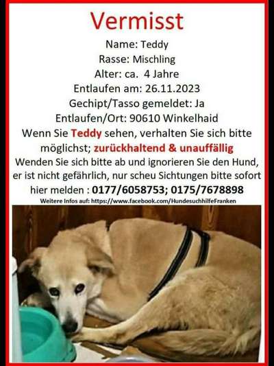 Suchmeldung-Teddy-Bild