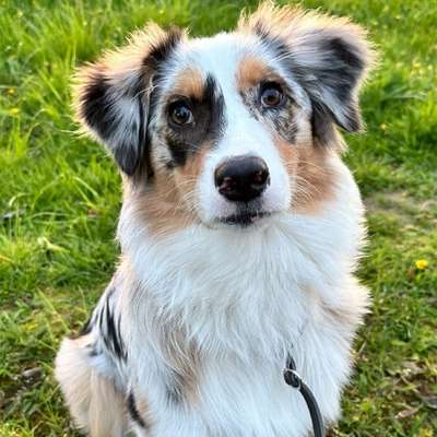 Hundetreffen-Social Walk in kleiner Gruppe-Bild