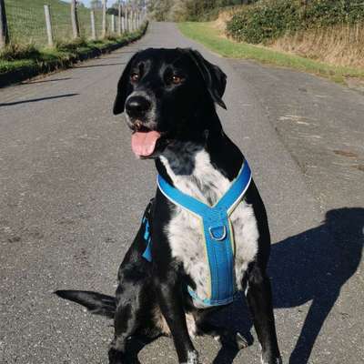 Hundetreffen-Gemeinsame Gassi Runde