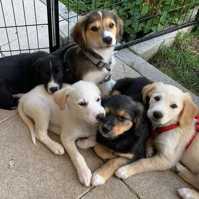 Hundetreffen-Welpentreff im Grüngürtel-Bild