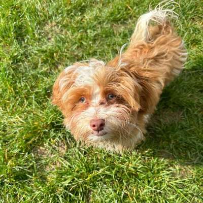 Hundetreffen-Spiele- und Gassifreunde gesucht-Bild