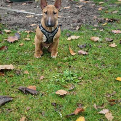 Hundetreffen-Welpen sowie Junghund-Bild
