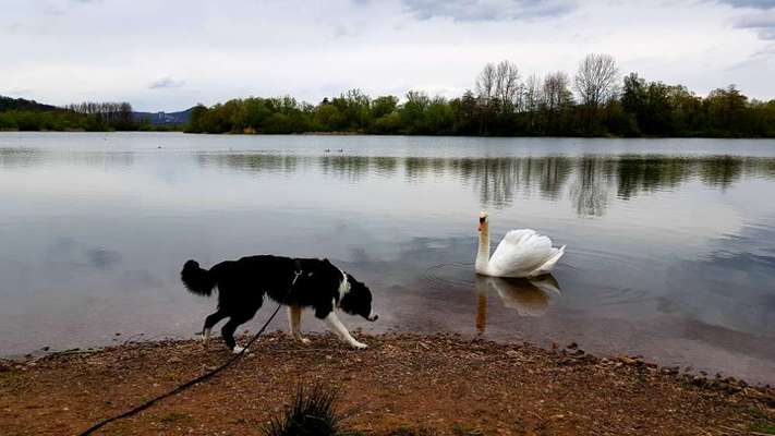 Dogorama-Monats-Challenge-Mai "Wasser"-Beitrag-Bild