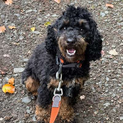 Hundetreffen-Junger Maltipoo sucht neue Freunde-Bild
