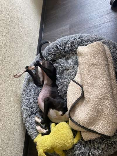 Dogorama Photo Challenge - Zeigt her eure Bäuche-Beitrag-Bild