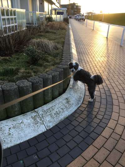 Tibet Terrier-Beitrag-Bild