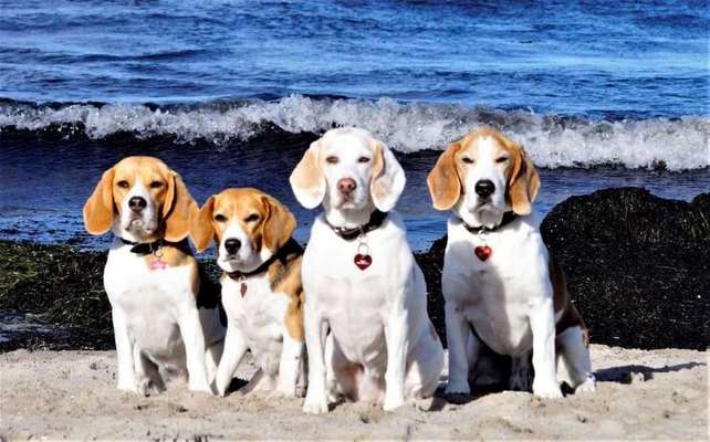 Die Dogorama Wochen Challenge: “Dein Hund im Urlaub”-Beitrag-Bild