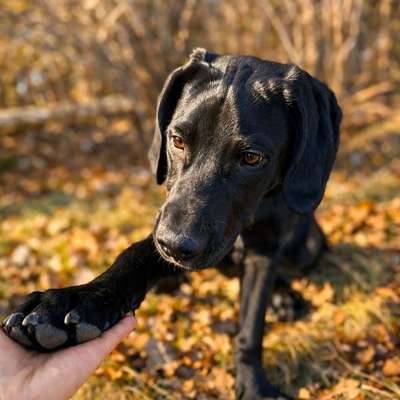 Hundetreffen-Ares sucht ein Hundefreund-Bild