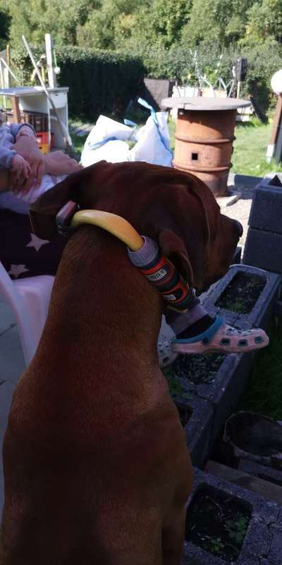 Rhodesian Ridgeback-Beitrag-Bild