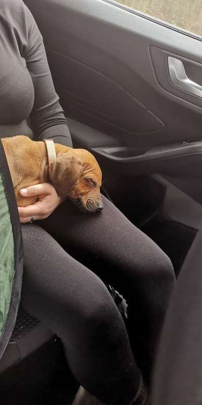 Wartezeit auf Welpen-Beitrag-Bild