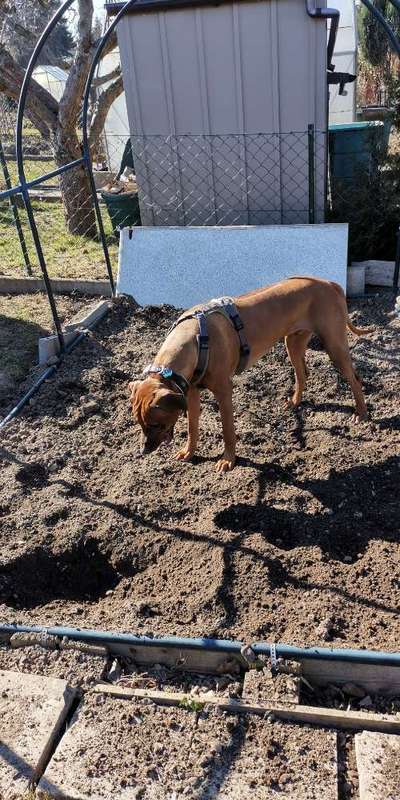 Rhodesian Ridgeback-Beitrag-Bild