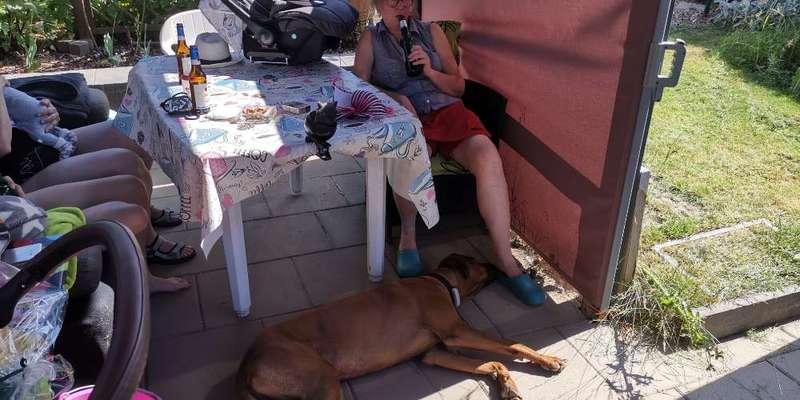 Rhodesian Ridgeback-Beitrag-Bild