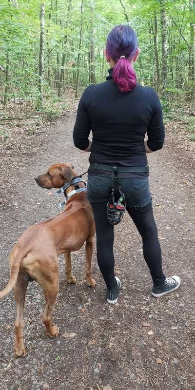 Rhodesian Ridgeback-Beitrag-Bild