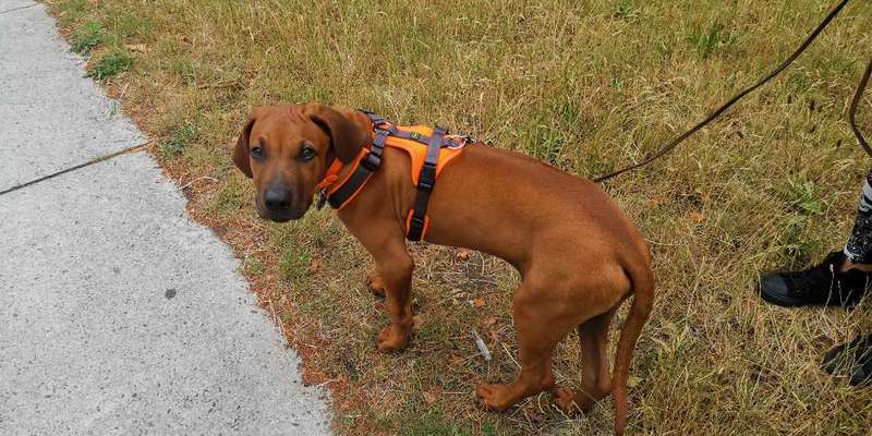 Rhodesian Ridgeback-Beitrag-Bild
