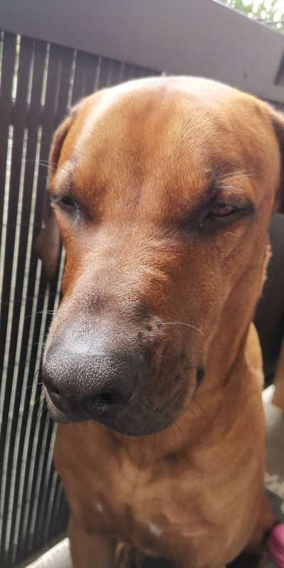 Rhodesian Ridgeback-Beitrag-Bild