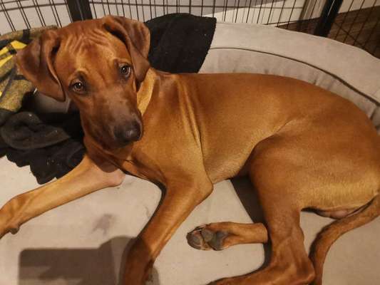 Rhodesian Ridgeback-Beitrag-Bild