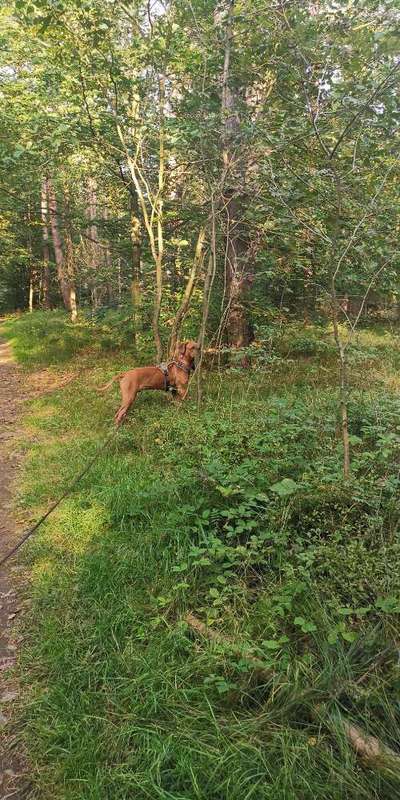 Rhodesian Ridgeback-Beitrag-Bild