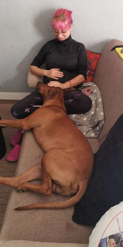 Rhodesian Ridgeback-Beitrag-Bild