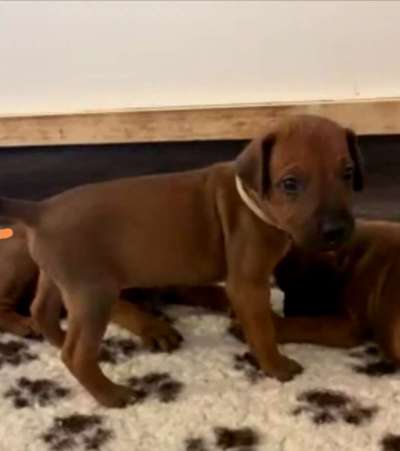 Rhodesian Ridgeback-Beitrag-Bild