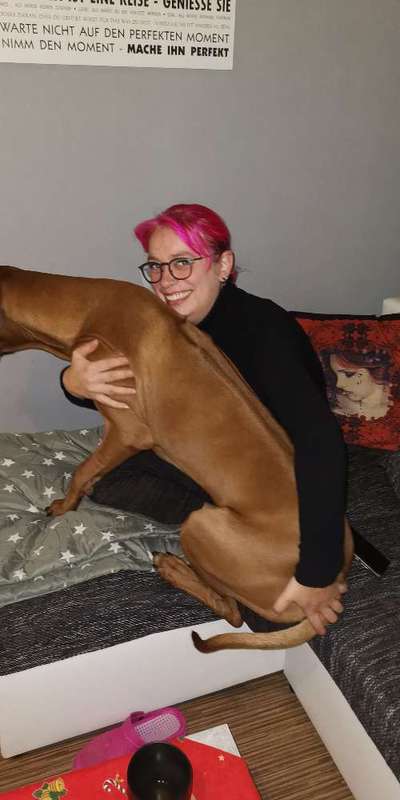 Rhodesian Ridgeback-Beitrag-Bild