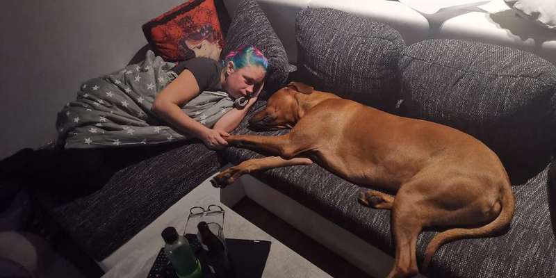 Rhodesian Ridgeback-Beitrag-Bild