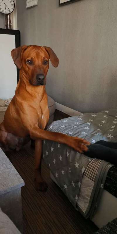 Rhodesian Ridgeback-Beitrag-Bild
