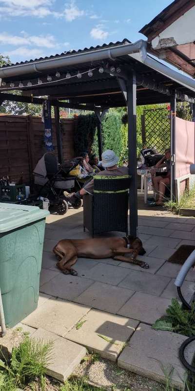 Rhodesian Ridgeback-Beitrag-Bild