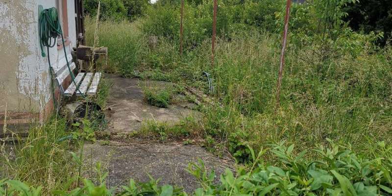 Rhodesian Ridgeback-Beitrag-Bild