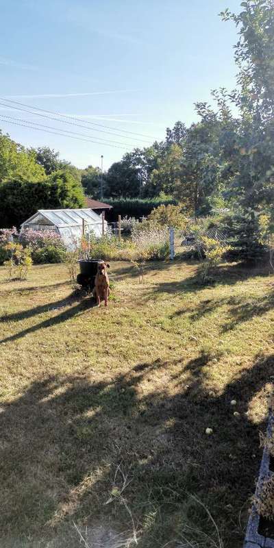 Rhodesian Ridgeback-Beitrag-Bild
