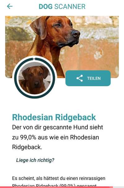 Rhodesian Ridgeback-Beitrag-Bild
