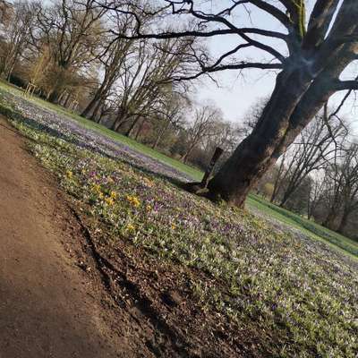 Hundeauslaufgebiet-Stadtpark-Bild