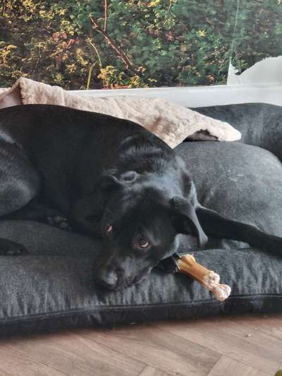 Hundetreffen-Social walk mit ängstlichen Rüden 1 Jahr.-Bild